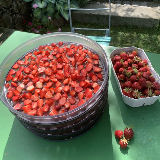 Erdbeeren im Dörrautomat